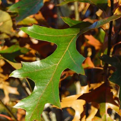 Quercus palustris 'Pringreen' (GREEN PILLAR)